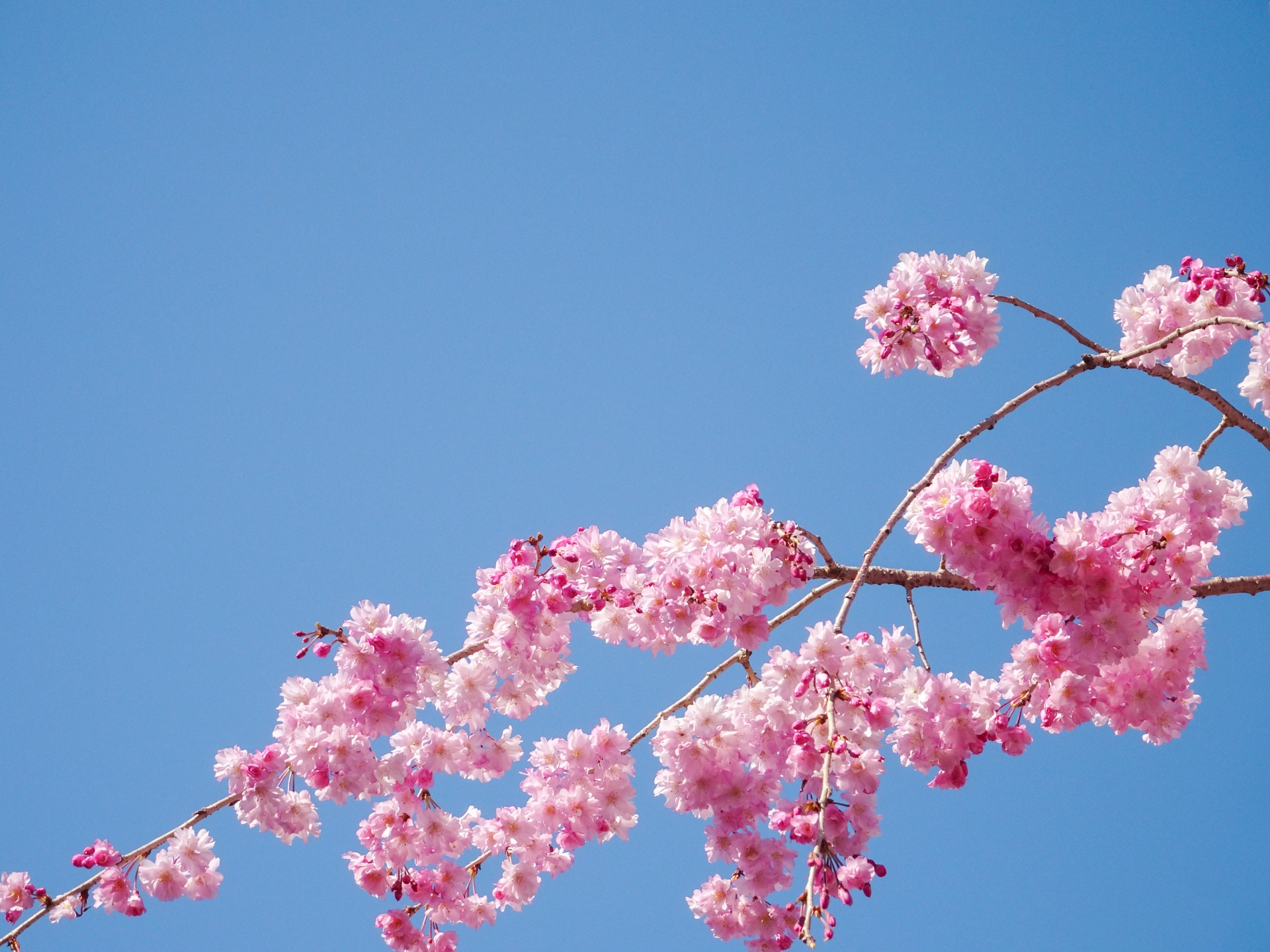【開催終了】真鶴しだれ桜の宴