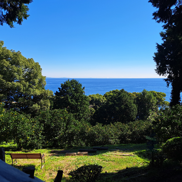 真鶴でみかんの花と香りにつつまれる旅